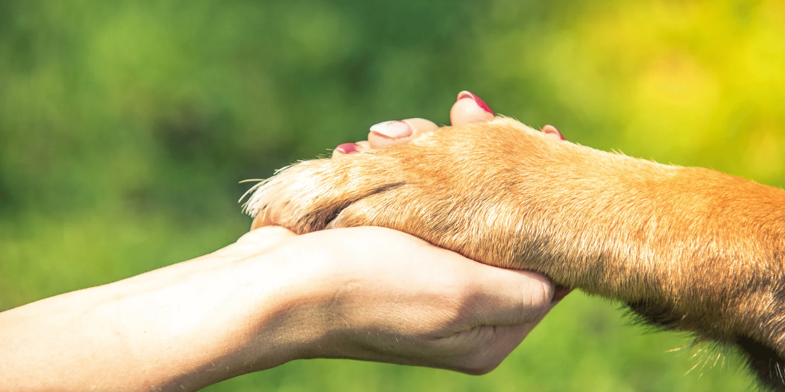 Hand holding dog paw