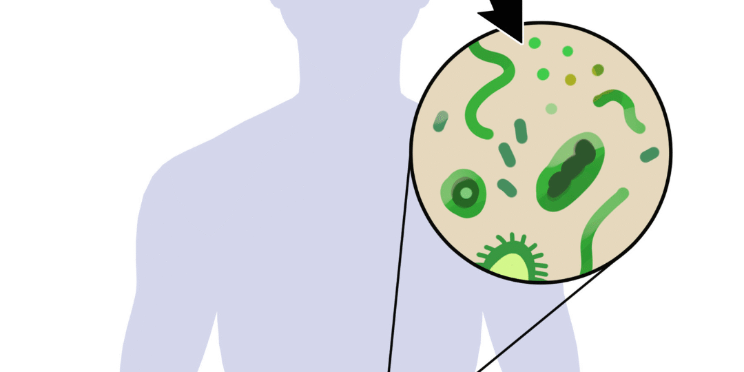 Blog foto darmen en hersenen