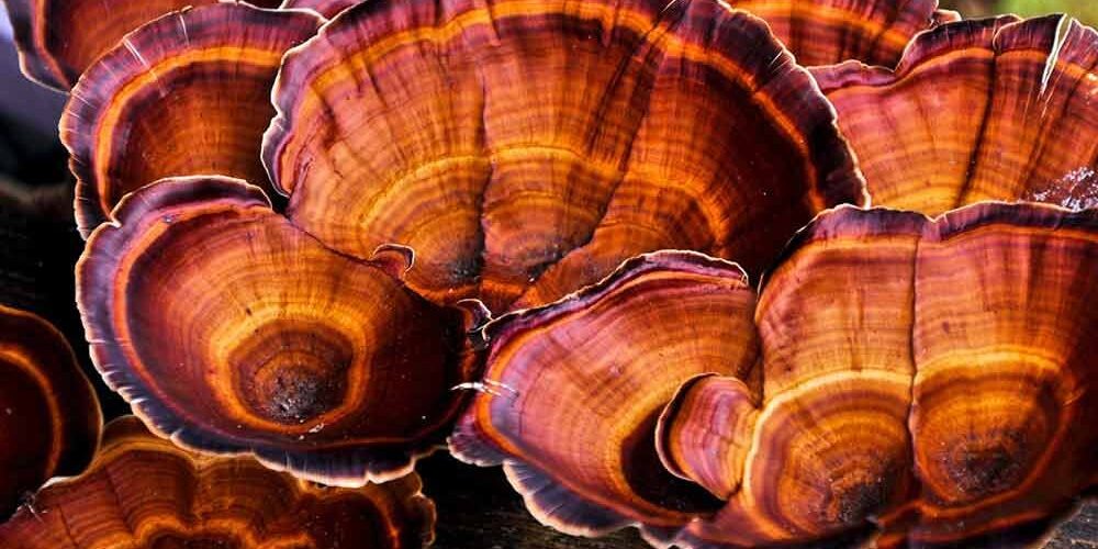 Reishi