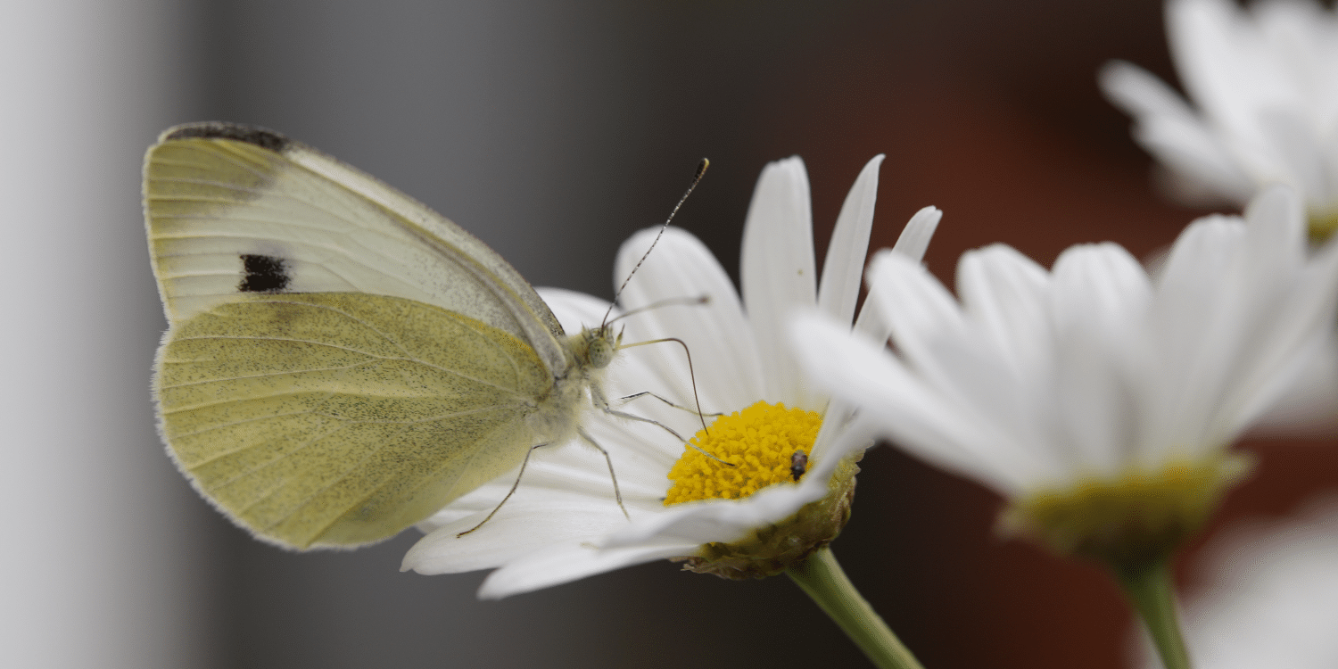 Stralend gezonde planten in huis en tuin