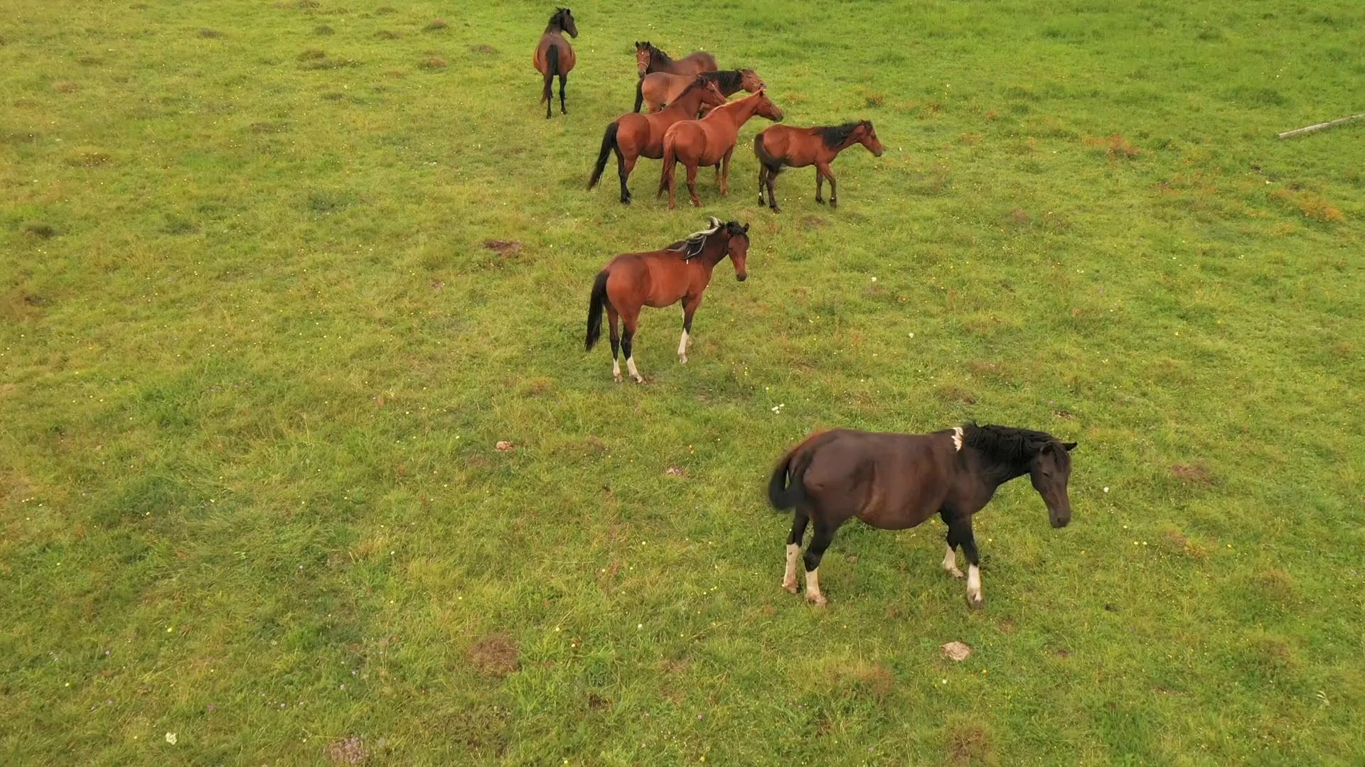 Paarden Humic Solution